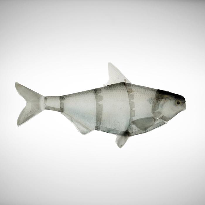 Lori Kella, "Gizzard Shad"
