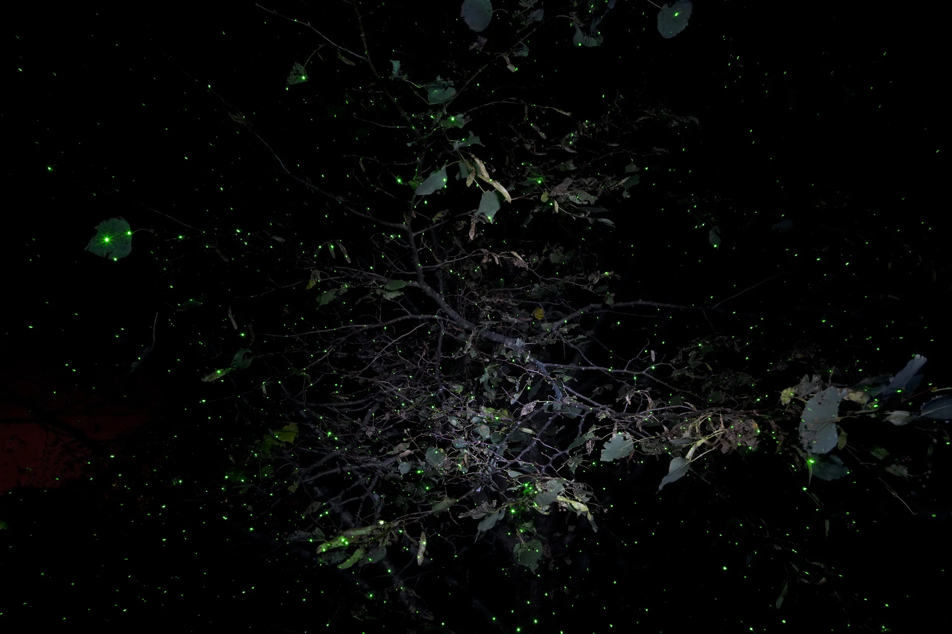Tracing Spirits (Tree), 2015 © Barbara Diener, from Phantom Power , published by Daylight Books, 2018.