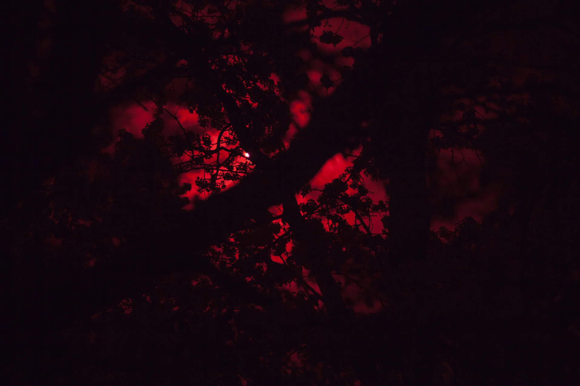 Infrared Tree, 2016 © Barbara Diener, from Phantom Power , published by Daylight Books, 2018.