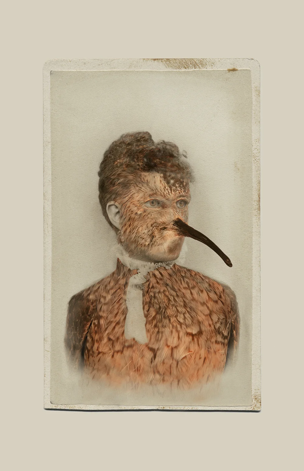 Aviary © Sara Angelucci Eskimo Curlew/extinct , 2013 C-print, 22 x 33.5 inches