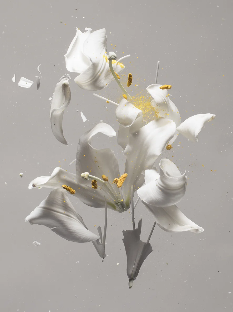 “Lilium Candidum D 01”, 2018 Copyright Ori Gersht. Courtesy of the artist and Yancey Richardson.
