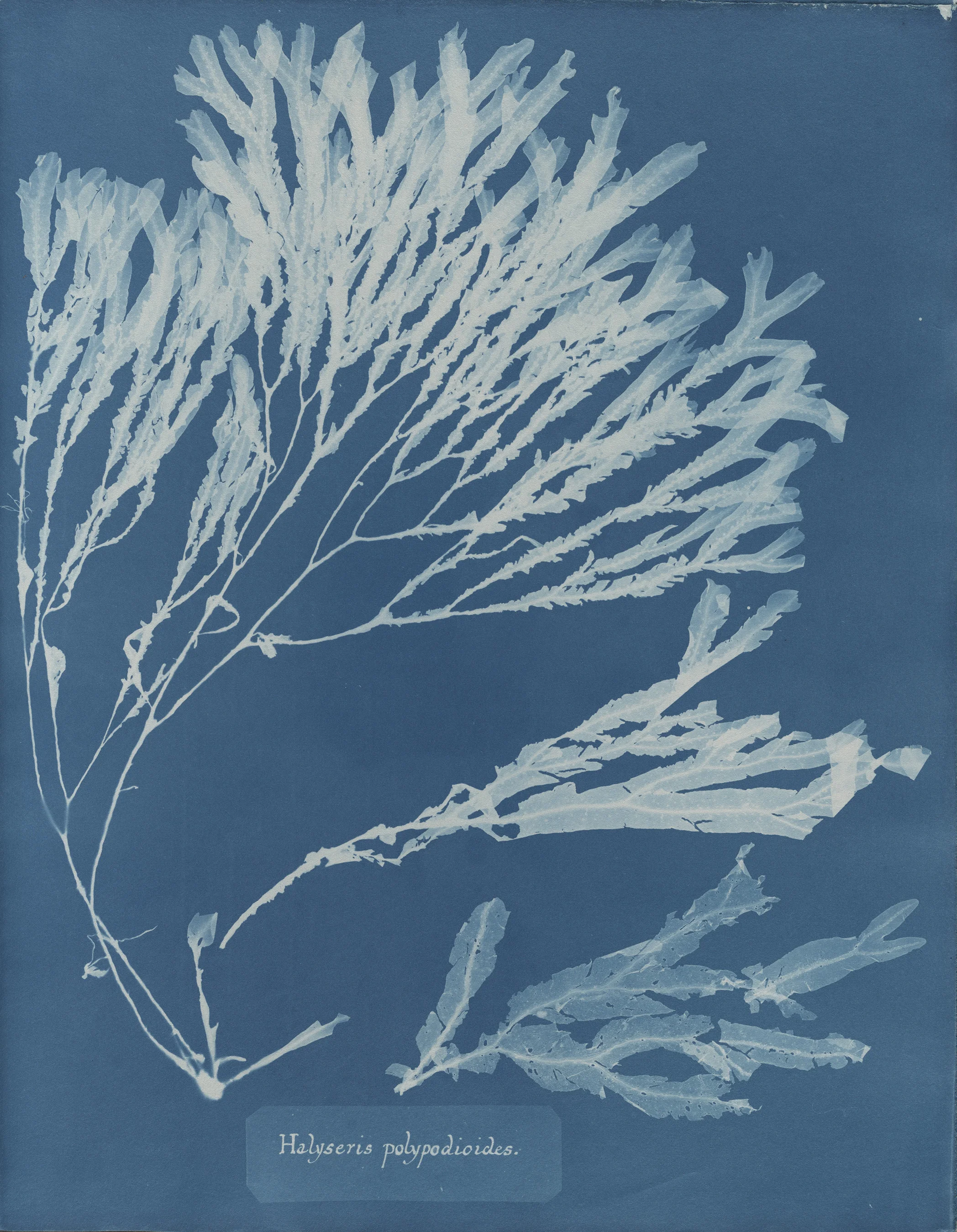 © Anna Atkins (1799–1871), Halyseris polypodioides, from Part XII of Photographs of British Algae_ Cyanotype Impressions, 1849-1850, cyanotype. Spencer Collection, The New York Public Library, Astor, Lenox and Tilden Foundations.jpg