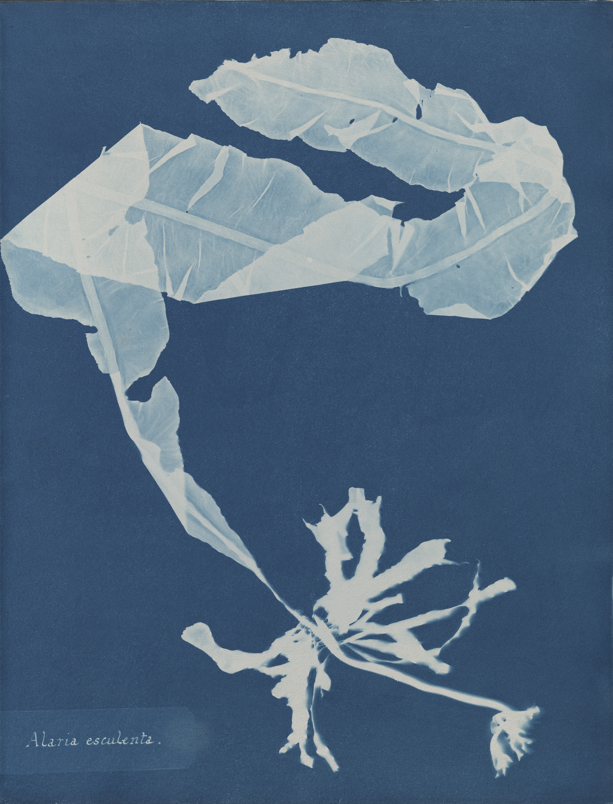 © Anna Atkins (1799–1871), Alaria esculenta, from Part XII of Photographs of British Algae_ Cyanotype Impressions, 1849-1850, cyanotype. Spencer Collection, The New York Public Library, Astor, Lenox and Tilden Foundations..jpg