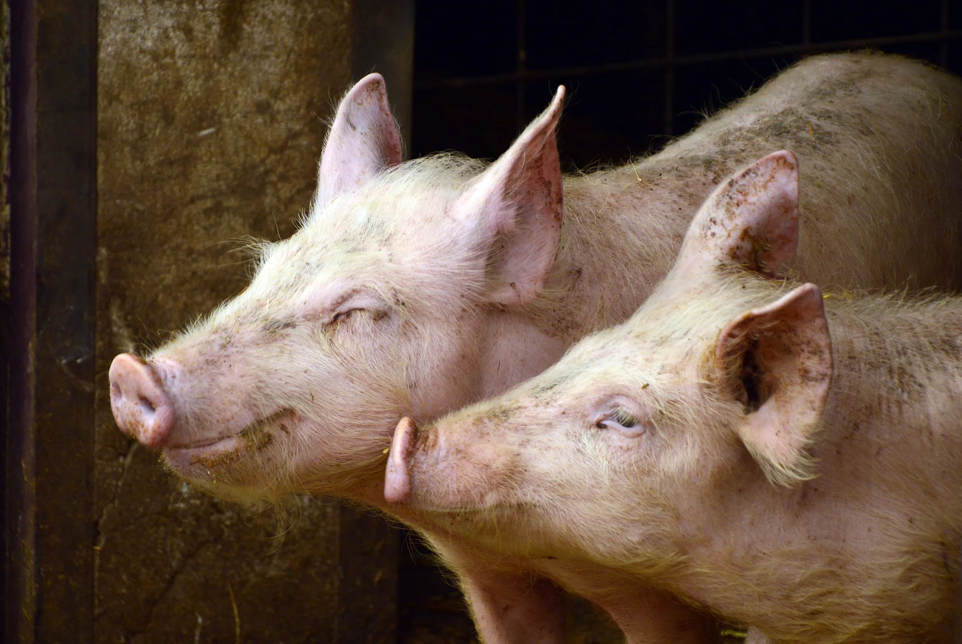 pigs-3967549_1920.jpg