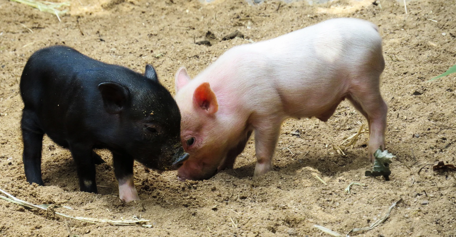 animal-2530930_1920.jpg