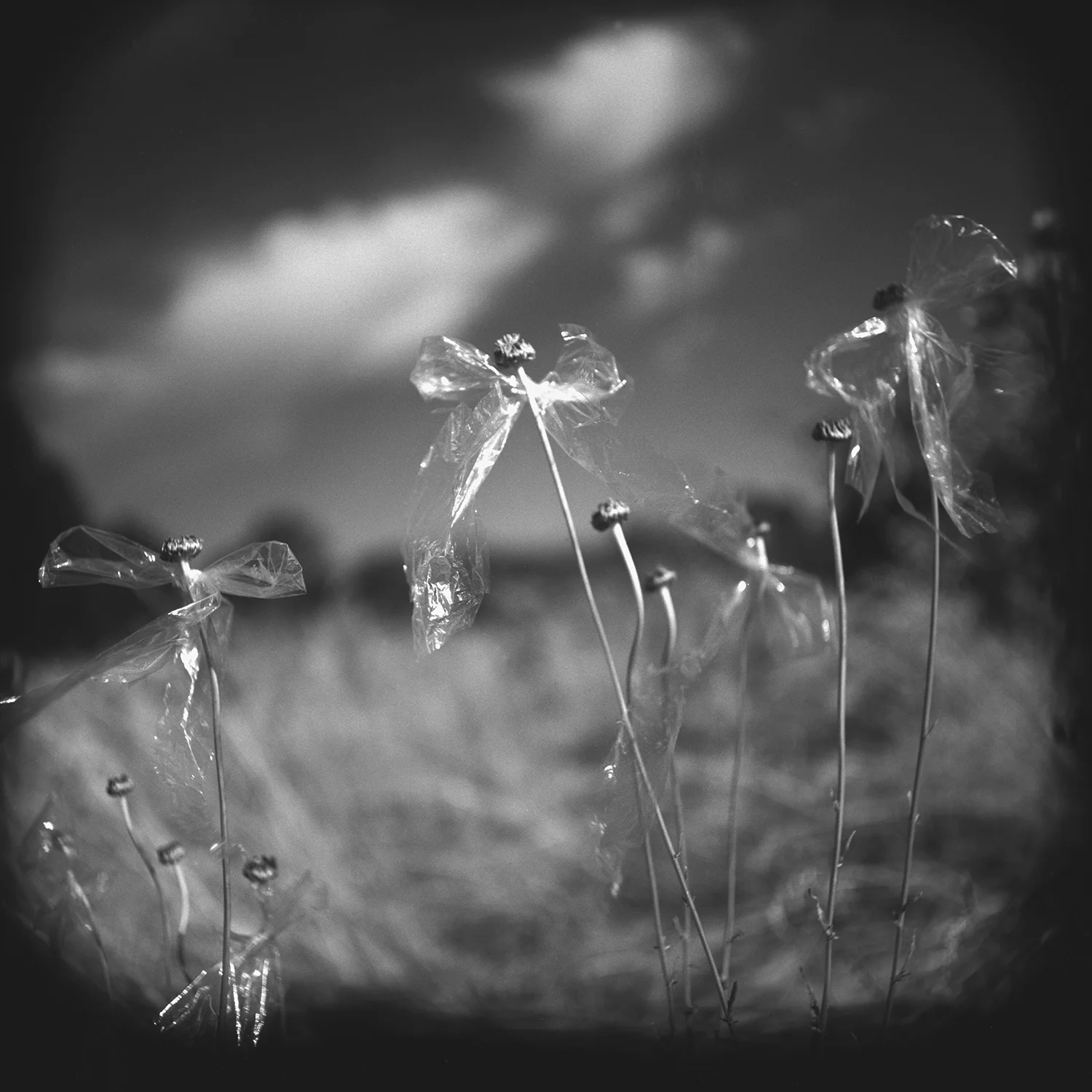 ©Nancy Edelstein