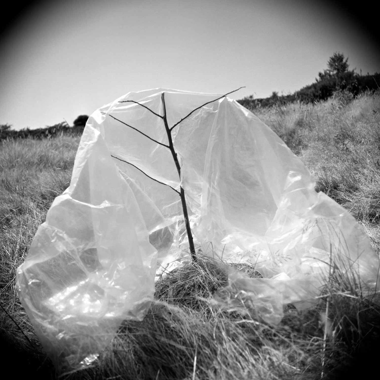 ©Nancy Edelstein