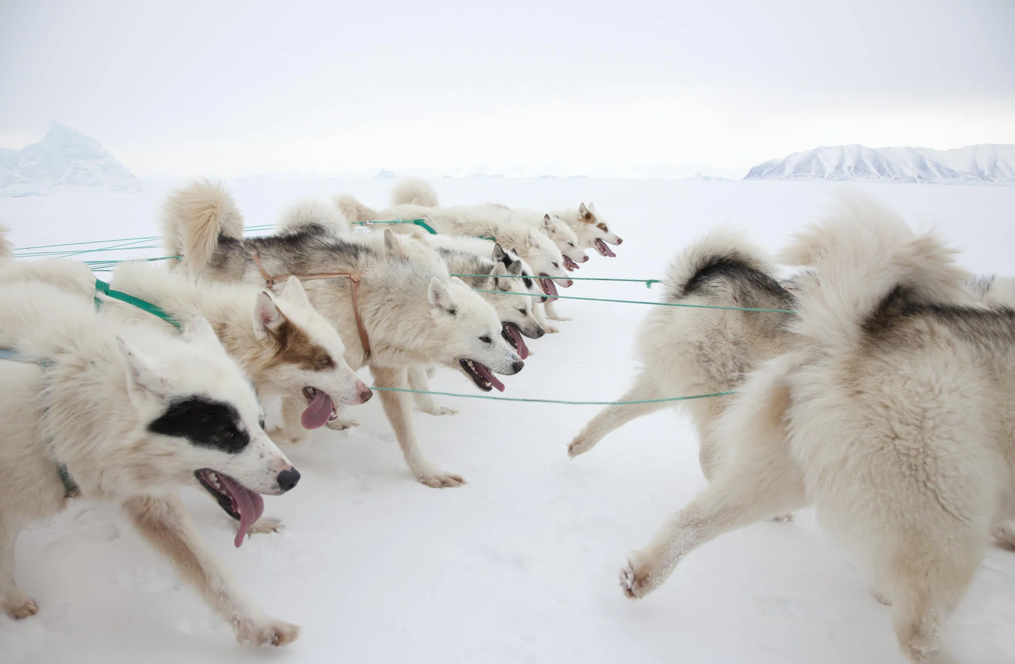 “Dogs Team” © Corina Gamma, Greenlandic Sled Dog Team , Avannaa, Greenland 2015 A sled team can be up to 13 dogs. Greenlandic sled dogs are of a unique breed that only exists in Greenland north of the Arctic Circle. No other dog breeds are allowed north of the Arctic Circle in Greenland, to keep the breed pure.