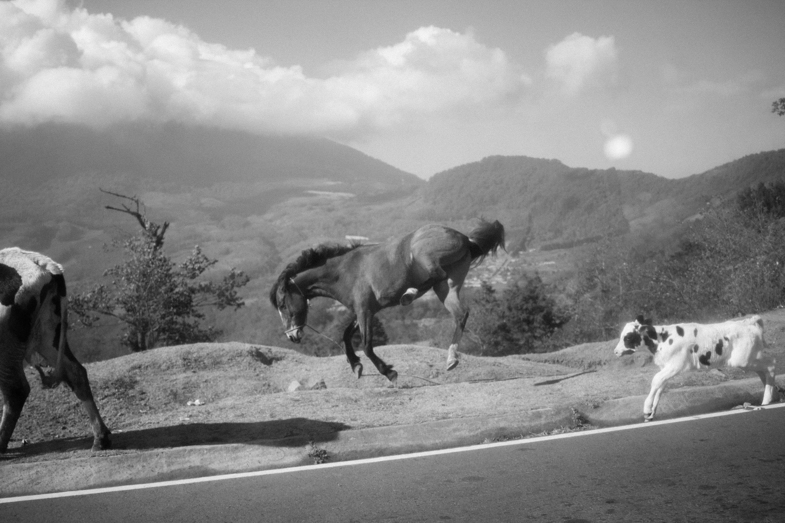 An unbroken horse kicks his hind legs into the air alongside a mountain road to the village of Campmento, near San Andrés Itzapa, Guatemala. Horses and donkeys are an essential tool tot he highland way of life, from transportation, to transporting crops and firewood often long distances on rough terrain. © Cory Zimmerman, Assade NGO