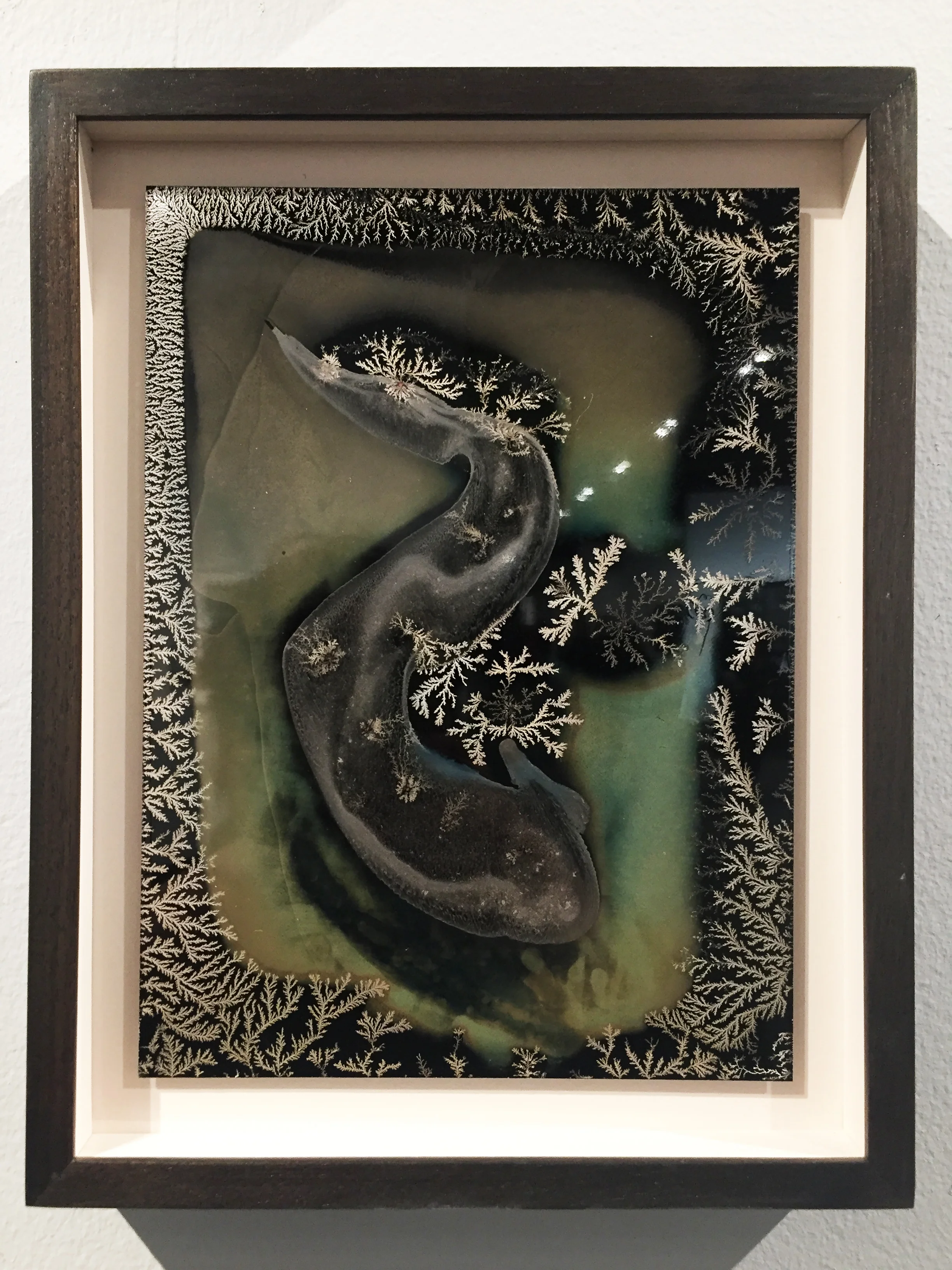 © Michael Koerner, Rōji #7756, 2018. 8 x 6” collodion on tin. Unique.