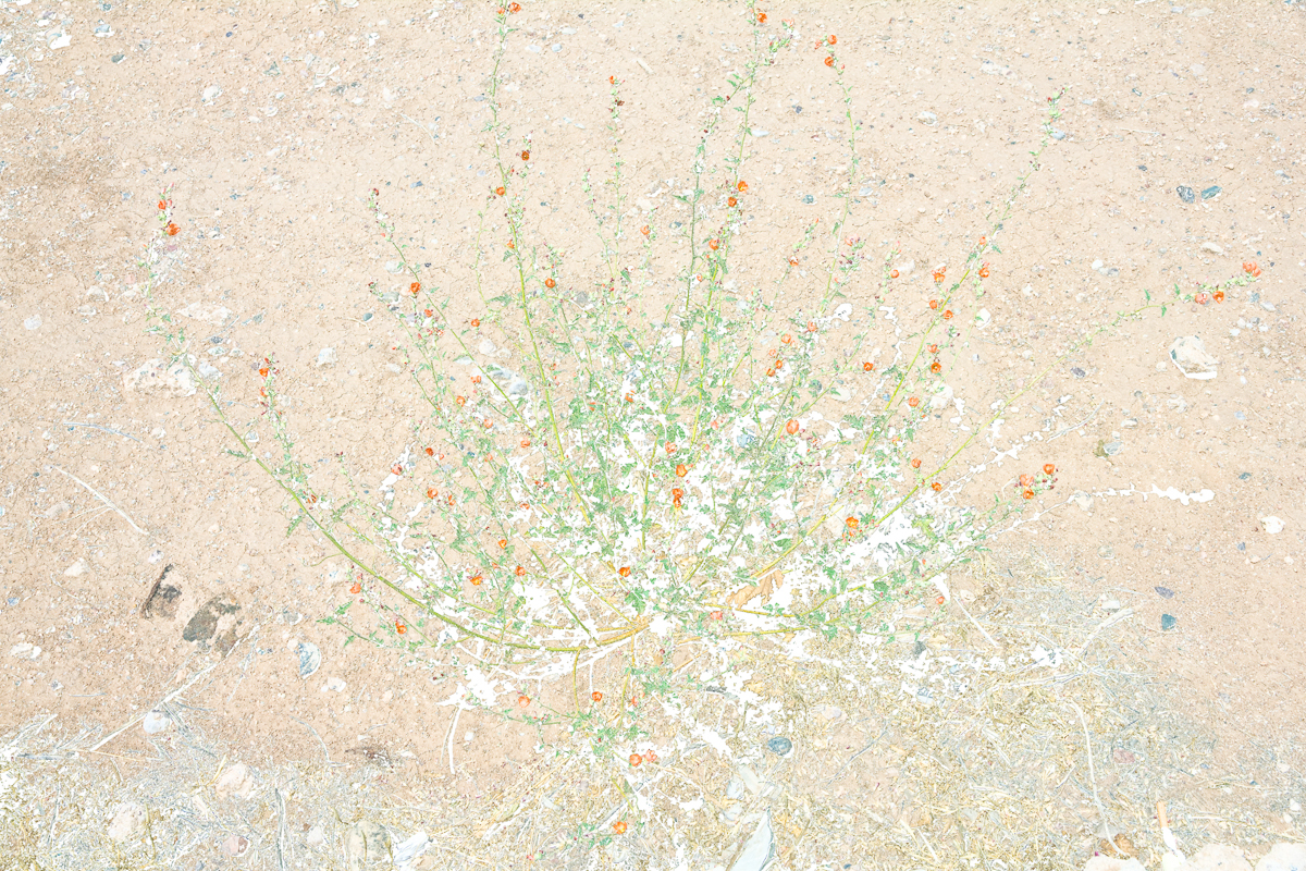 Untitled Orange Flowers From Aaron Rothman: Signal Noise , published by Radius Books © 2018. All images © Aaron Rothman.