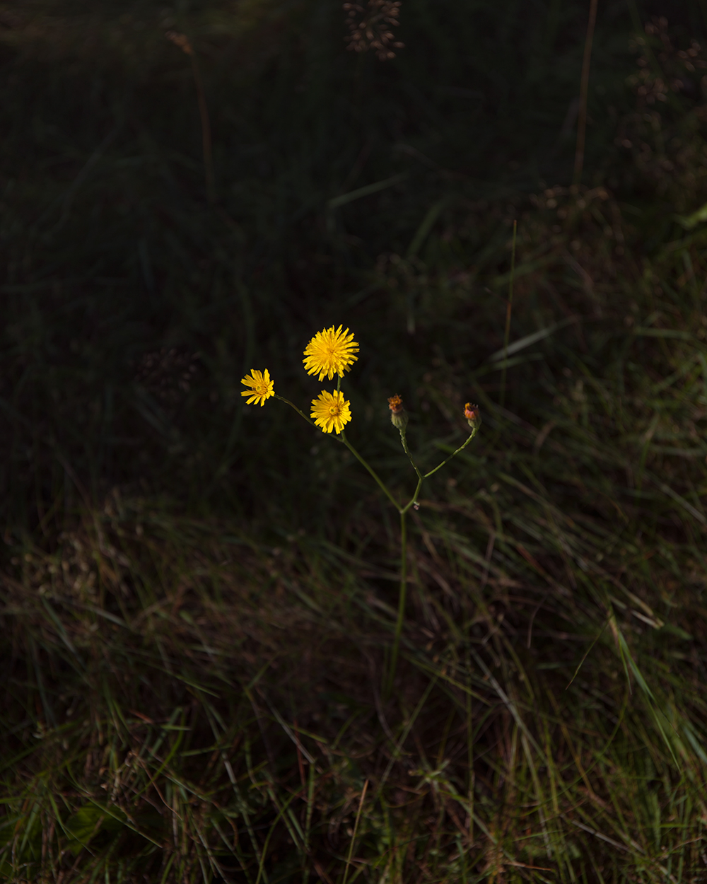 Cat’s Ear, Maine © 2017 Tagger Yancey IV