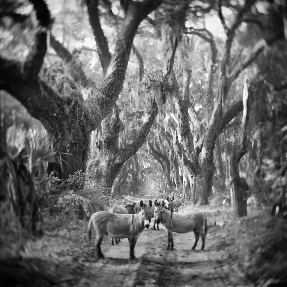 Donkeys at the Welcome Tree, Ossabaw Island, 2017 © Anne Berry