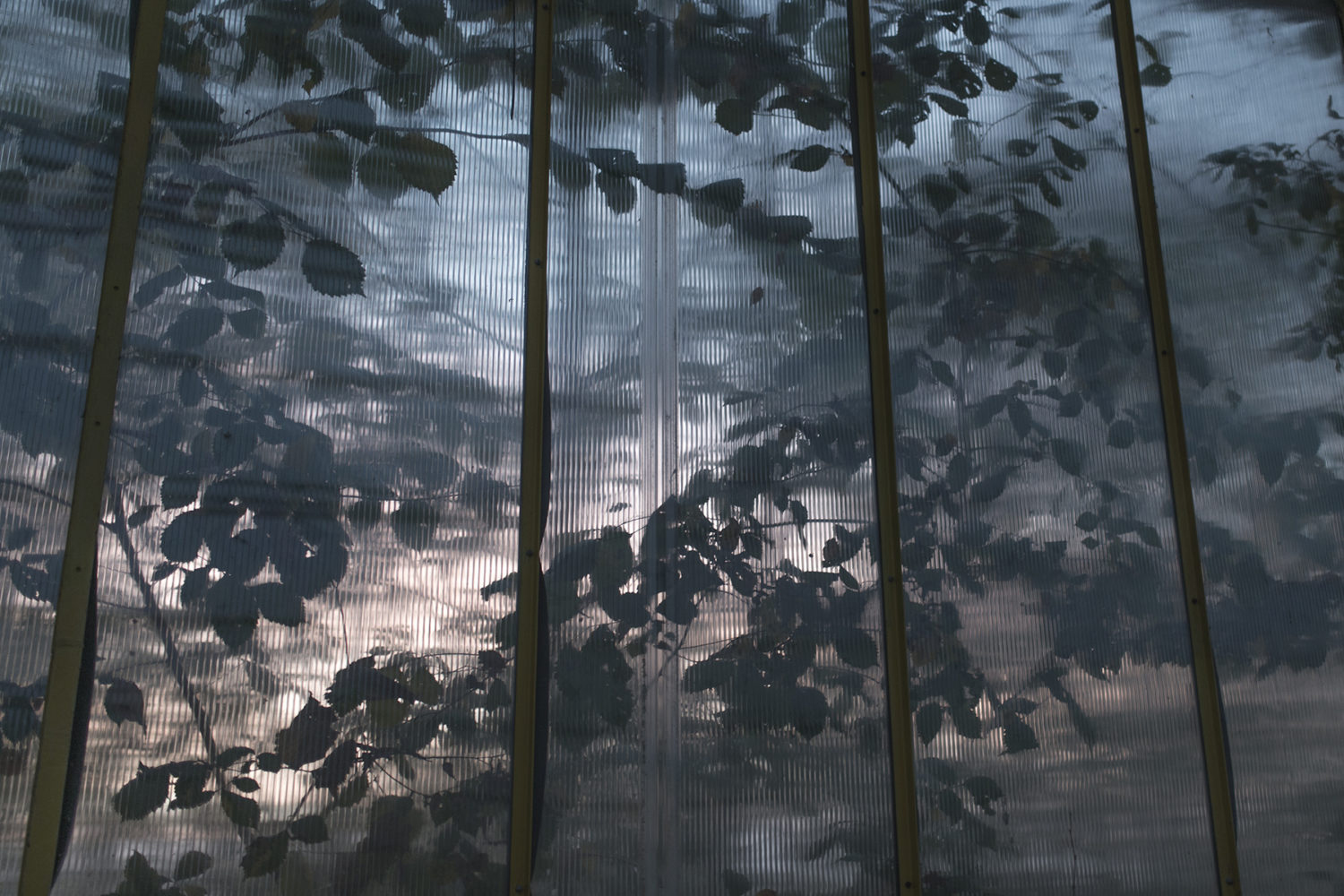 © Weronika Izbedska