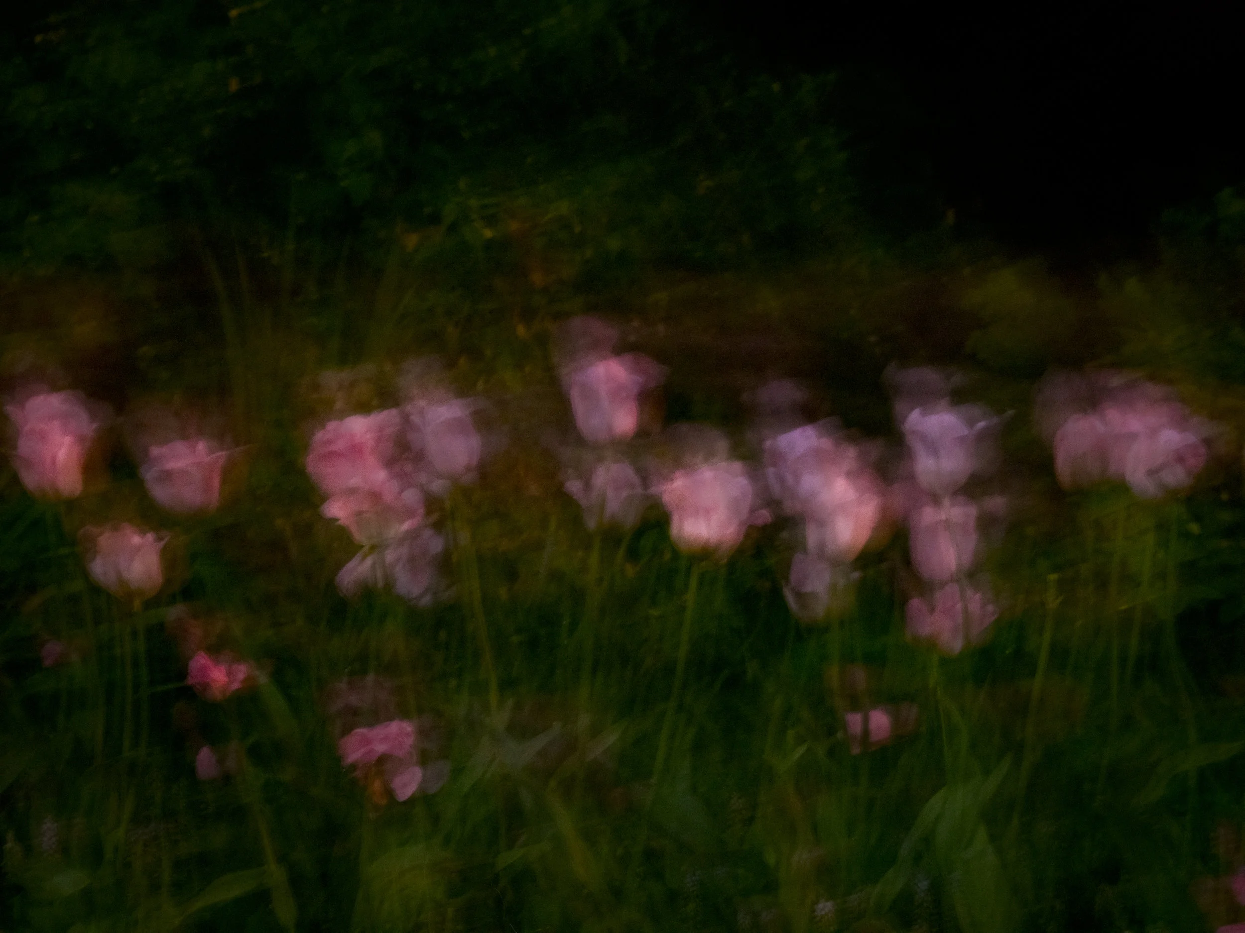 Midnight in the Garden #77 (May, Jefferson Market Garden) © Anna Beeke