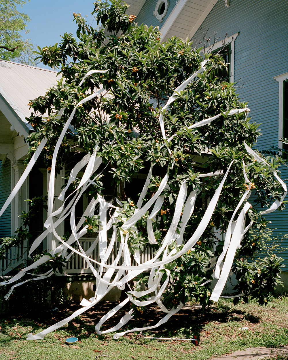  TP’d Tree, 2015 © Eli Durst 