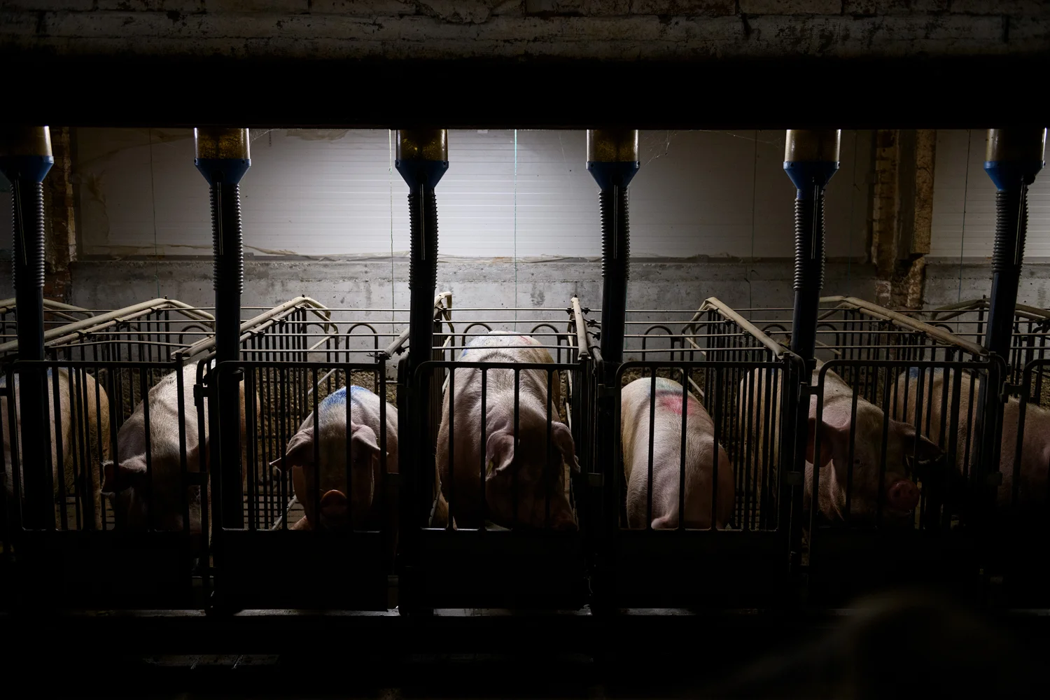 In the European Union the sows can be caged for a maximum of 5 weeks in cages where they cannot turn around. These metallic structures, due to pressure and constant rubbing, cause multiple wounds and infections that in many cases are not treated. Province of Ravenna, Italy. December, 2018. Images obtained during a investigation of Essere Animali in the North of Italy. © Aitor Garmendia