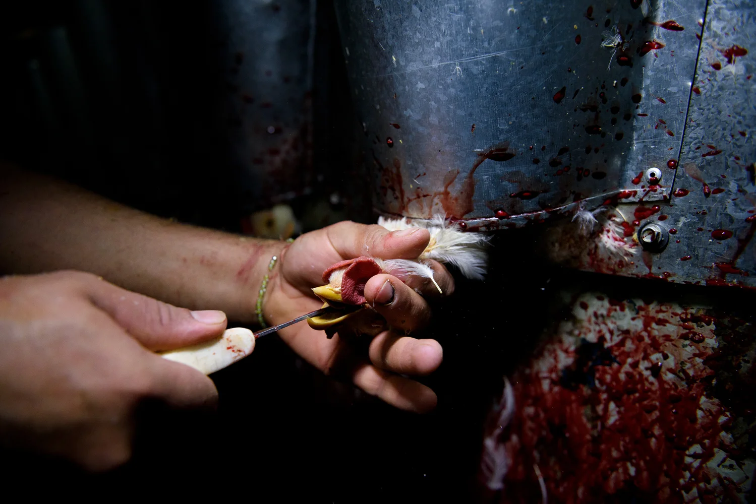 The cones are designed to make chickens stick out their heads in its lower part, making the throat slit and bleed easier. Izucar de Matamoros (Puebla), 2017 © Aitor Garmendia