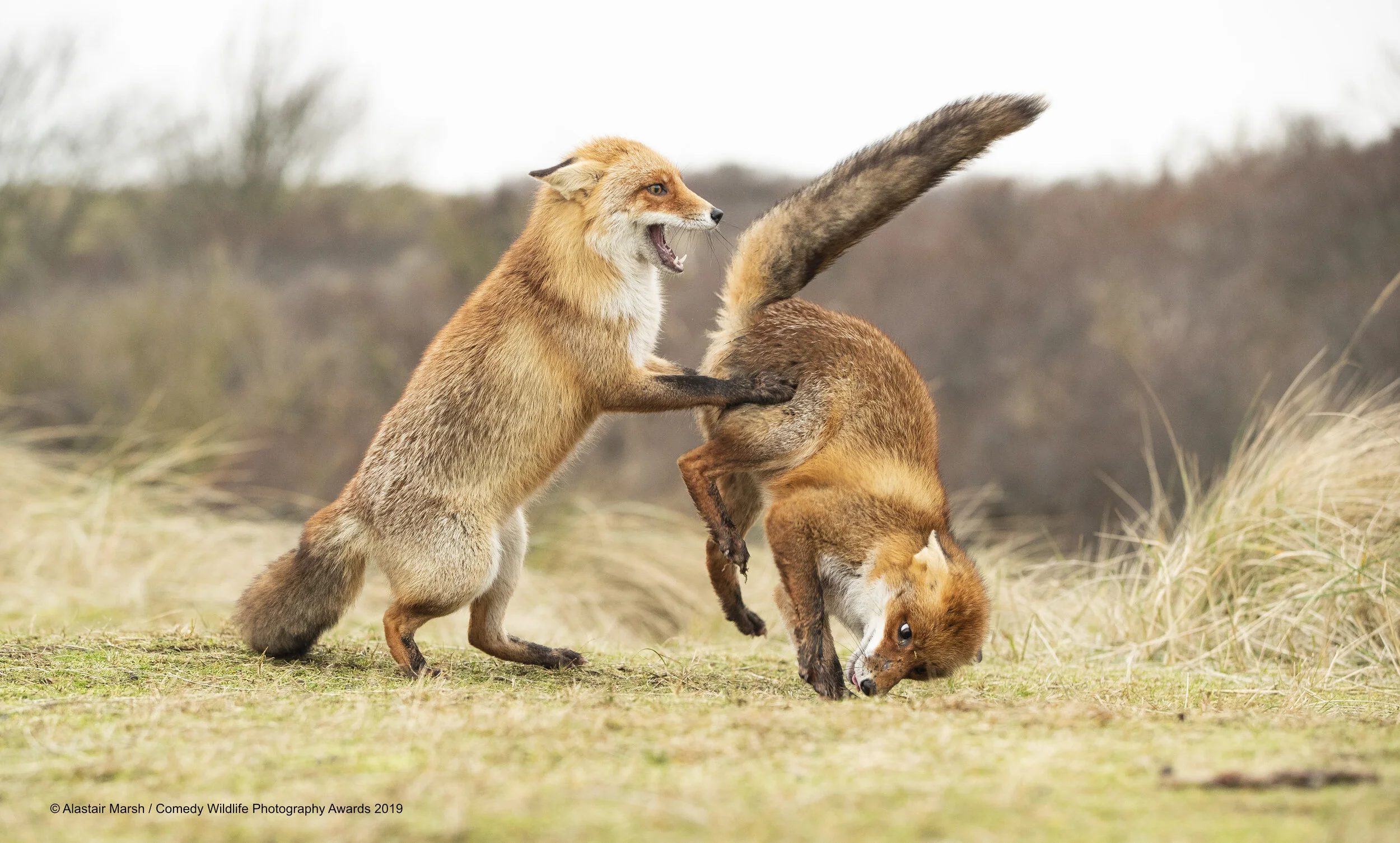 ‘Waltz Gone Wrong’ by Alistair Marsh ©. Courtesy of Comedy Wildlife Photography Awards.