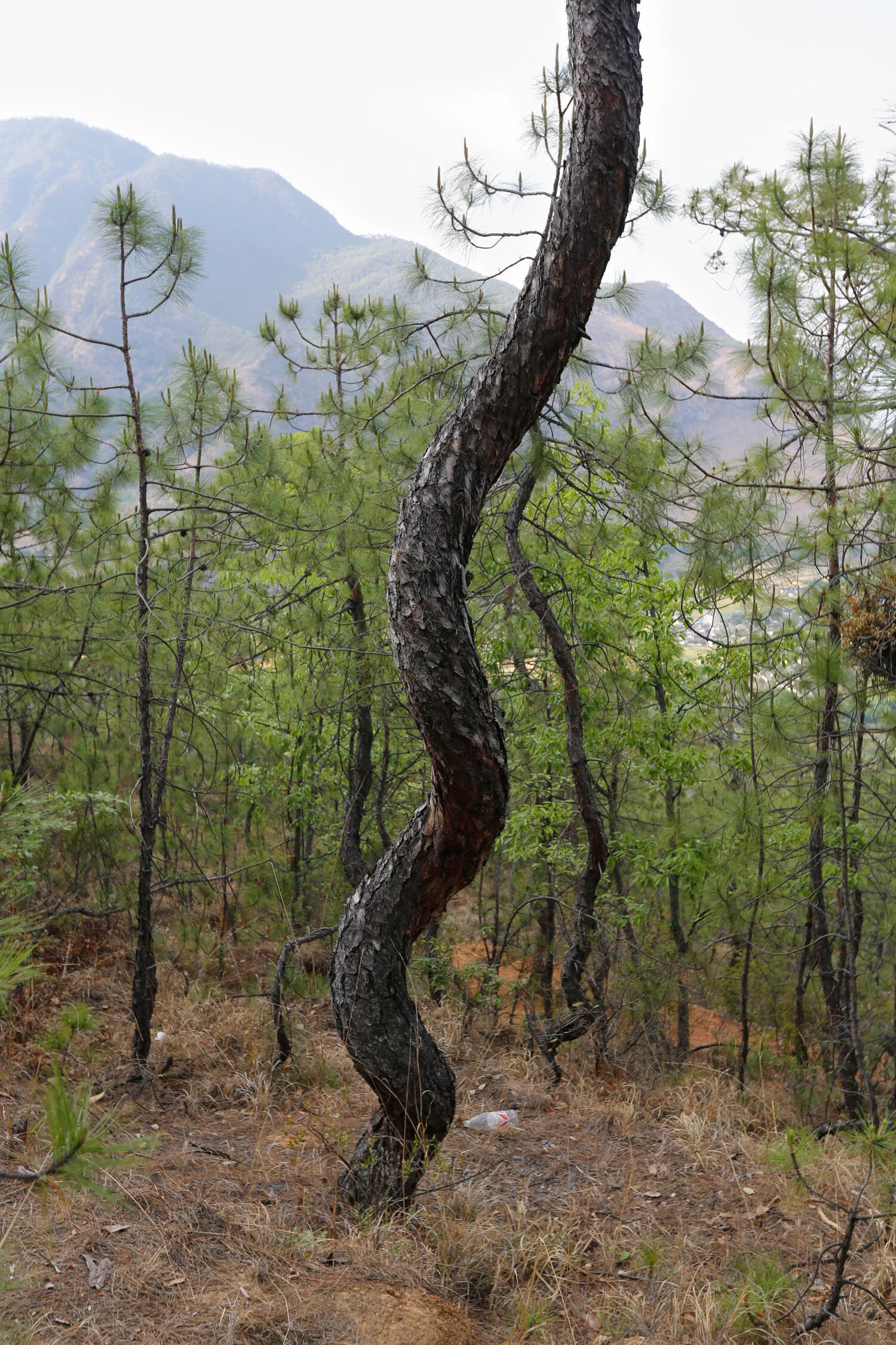 Photographic Alphabet: Y is for Yishu Wang — Musée Magazine