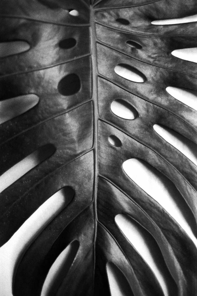 Photo Journal Monday: Vanessa Rondon — Musée Magazine