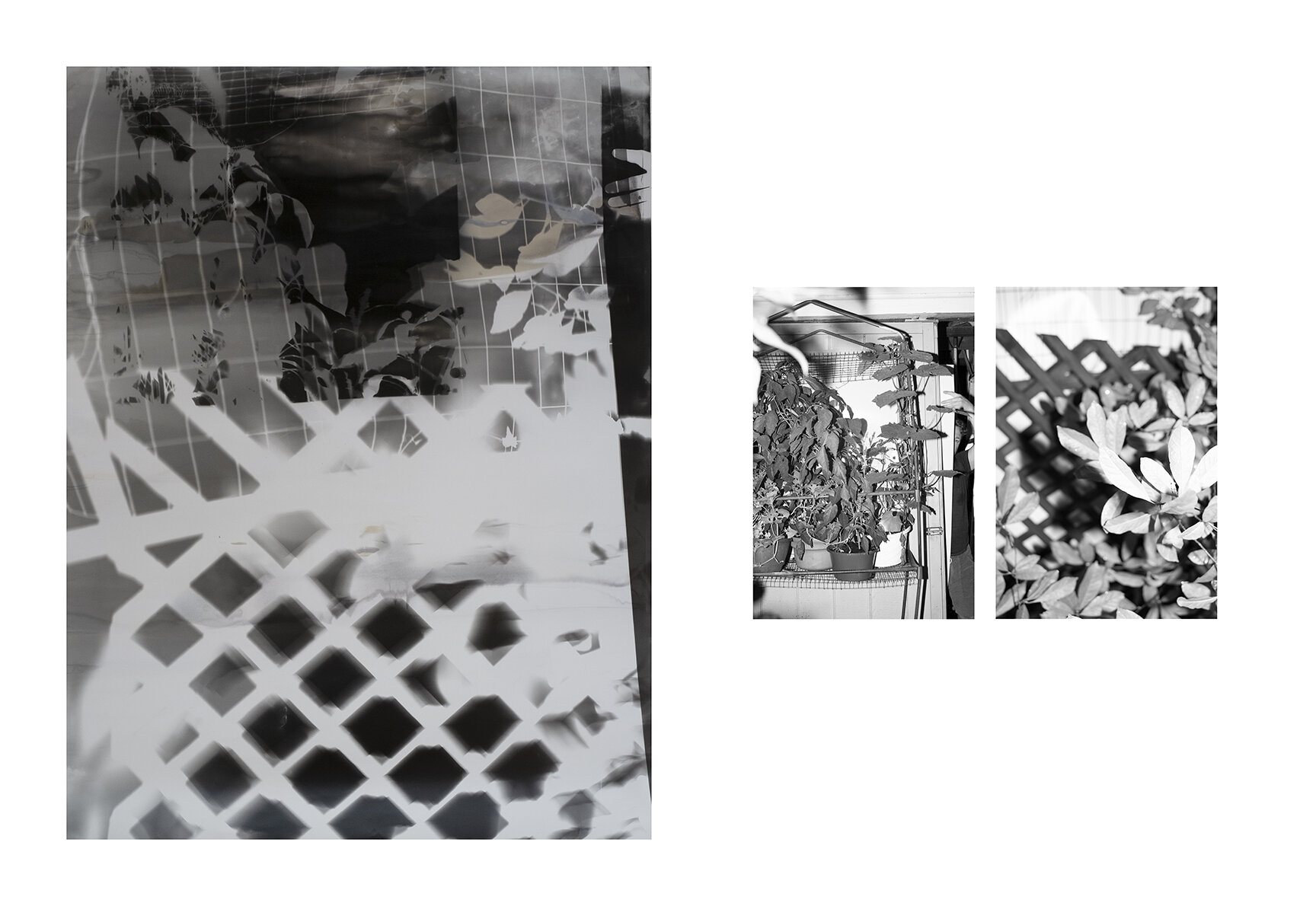   Shot/Reverse Shot, Studio Gardening at Night #1 , July 26, 2020 Diptych One Unique Black &amp; White Photogram and Two Ink Jet Prints 61 x 70 inches framed total.  Image courtesy Tracey Morgan Gallery, Asheville, NC 