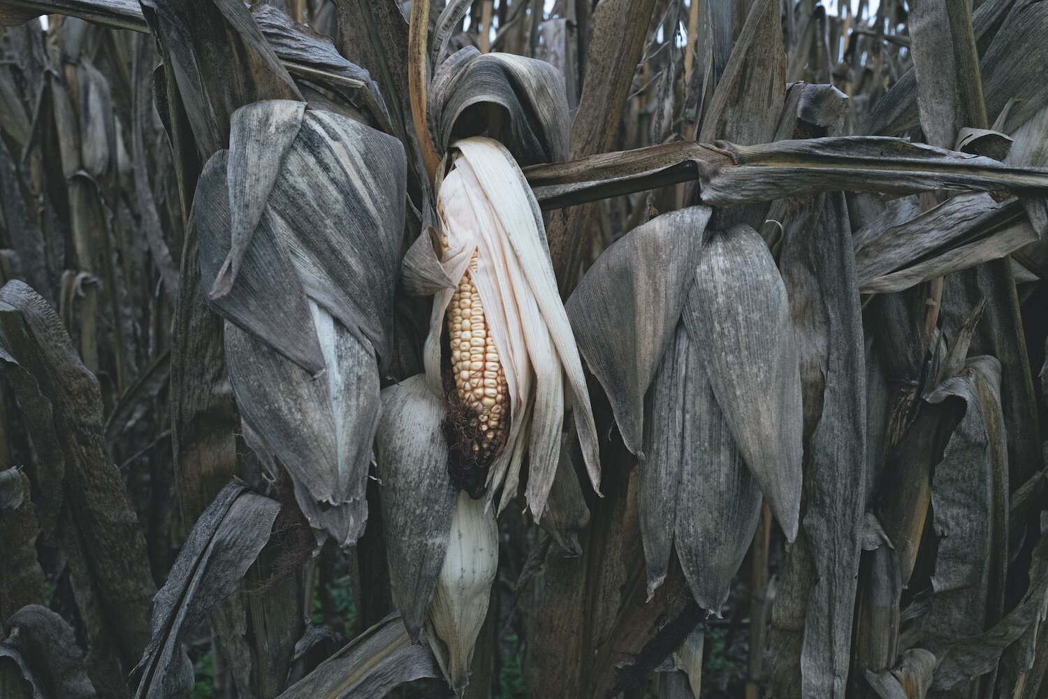 Corn, 2017 