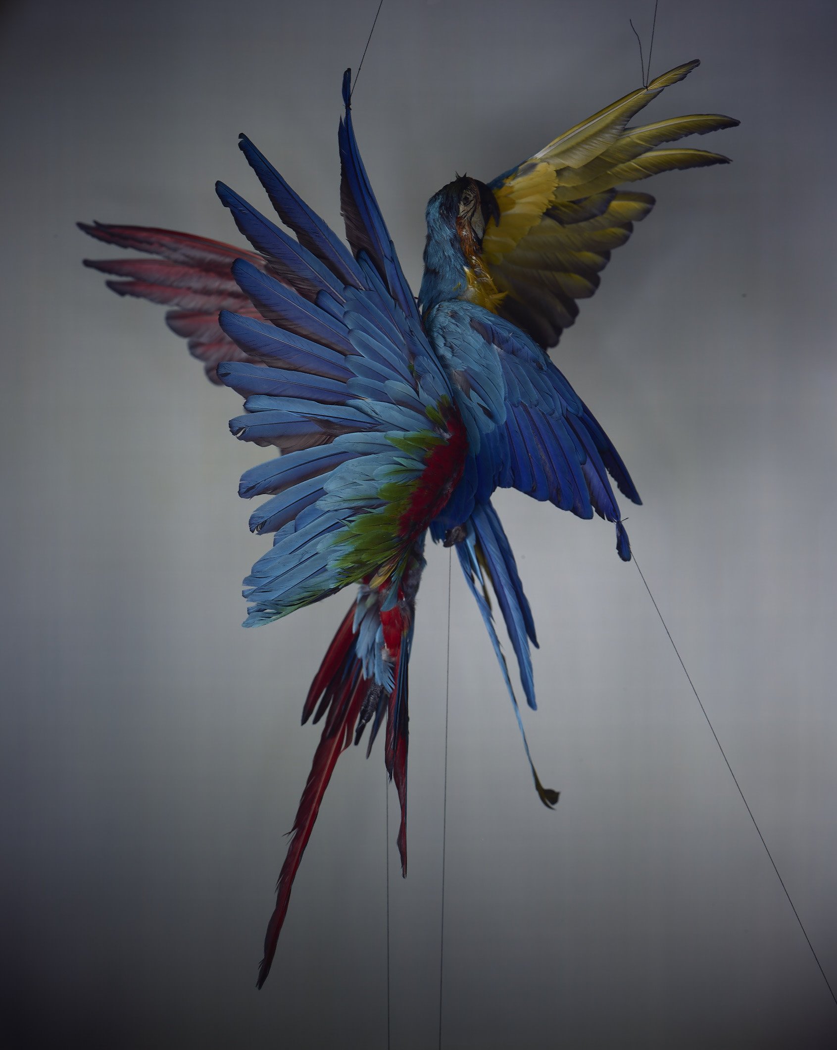 RICHARD LEAROYD Untitled [Two parrots], 2022 © Richard Learoyd, courtesy Fraenkel Gallery, San Francisco