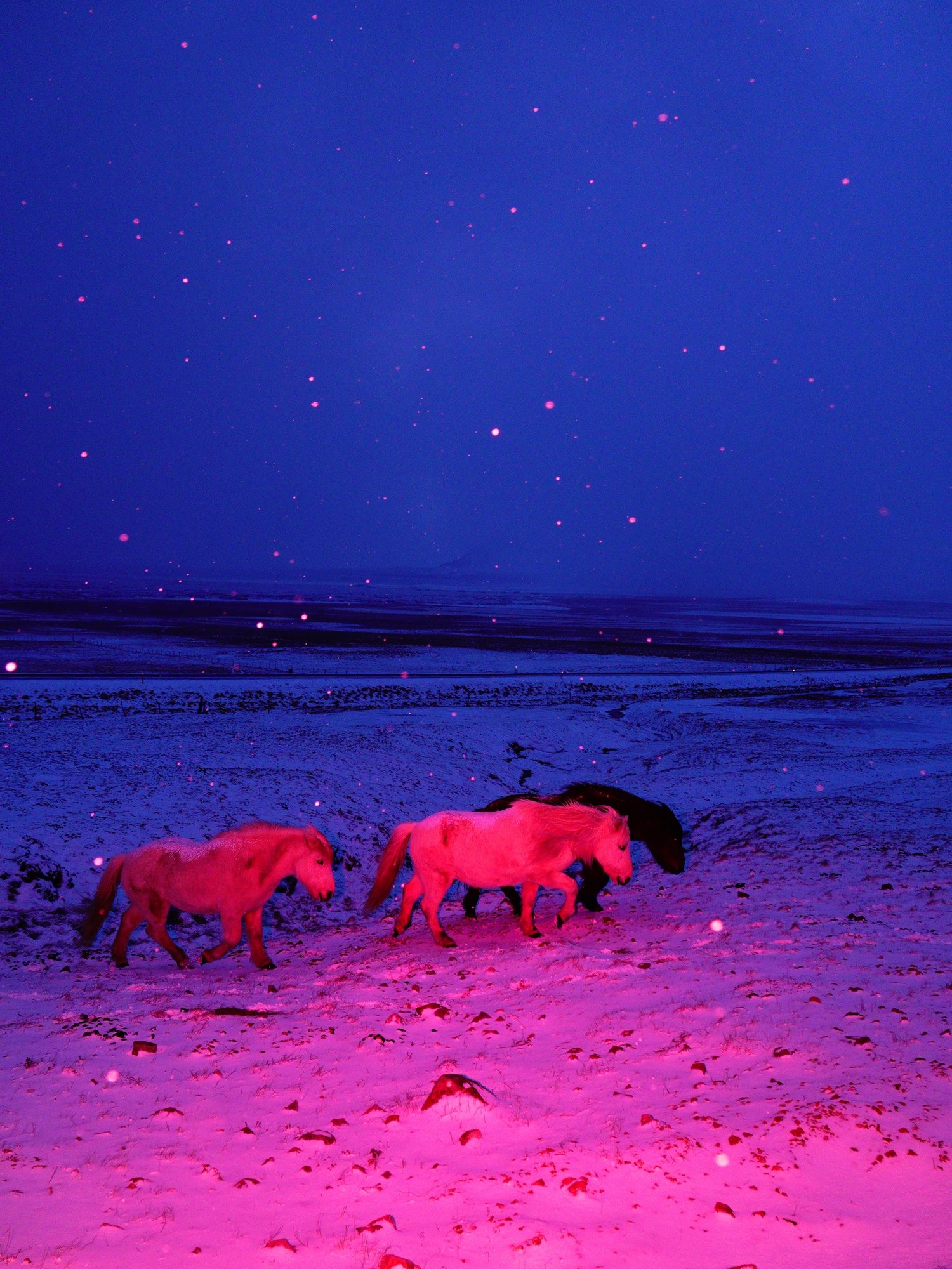 3 Horses in a pink storm (Copy).jpg