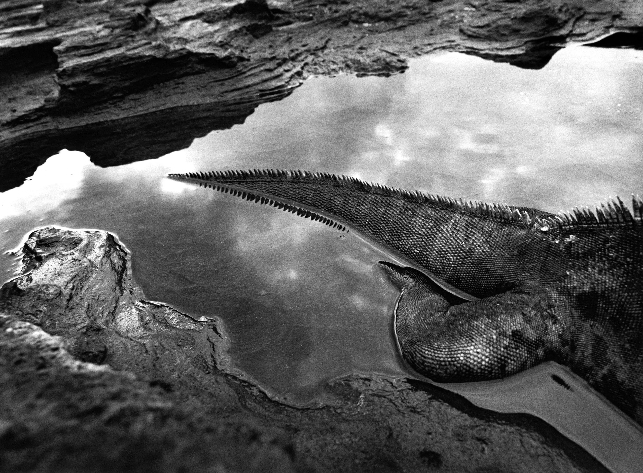 Sebasti o Salgado The World Of Sebasti o Salgado Peter Fetterman 