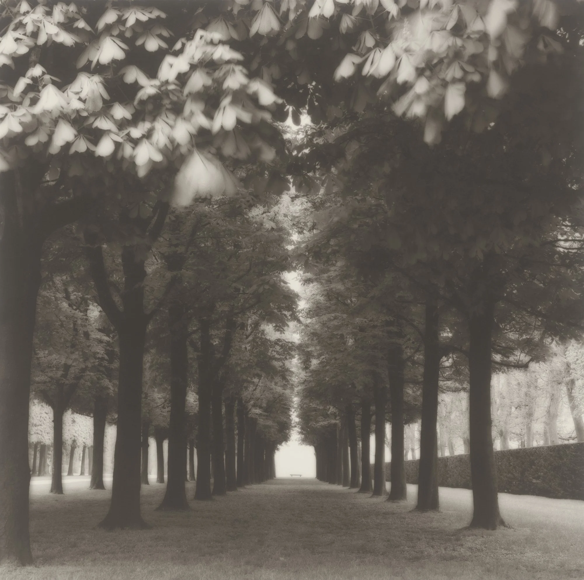 Lynn Geesaman | Yancey Richardson Gallery — Musée Magazine