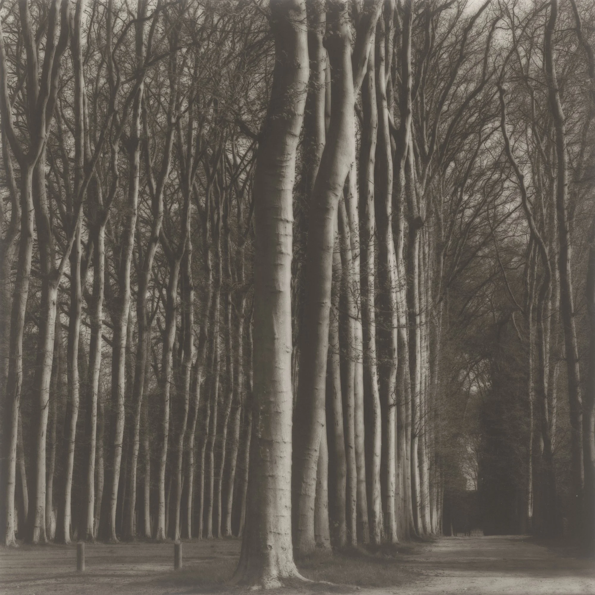 Lynn Geesaman | Yancey Richardson Gallery — Musée Magazine