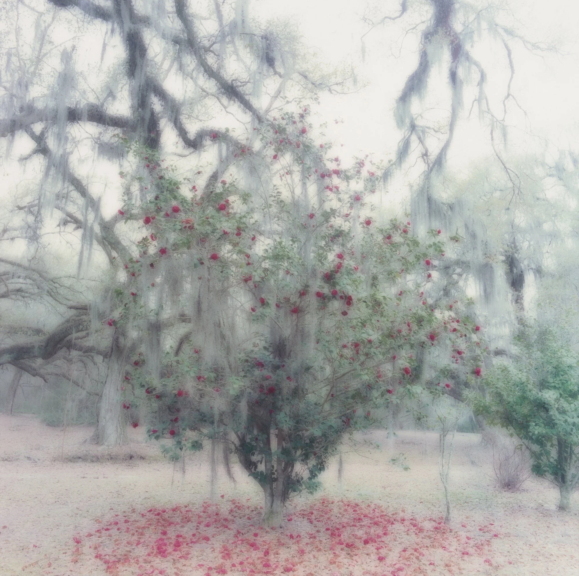 Lynn Geesaman | Yancey Richardson Gallery — Musée Magazine