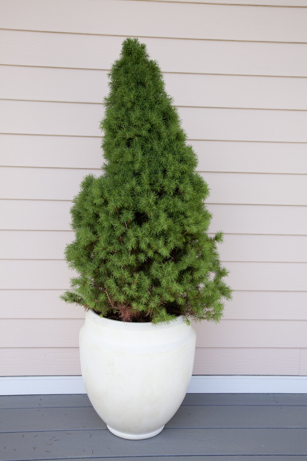 Potted Pine.jpg