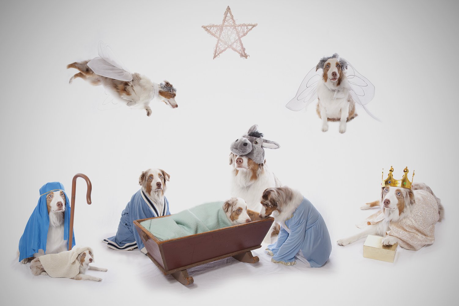Nativity Pup.jpg