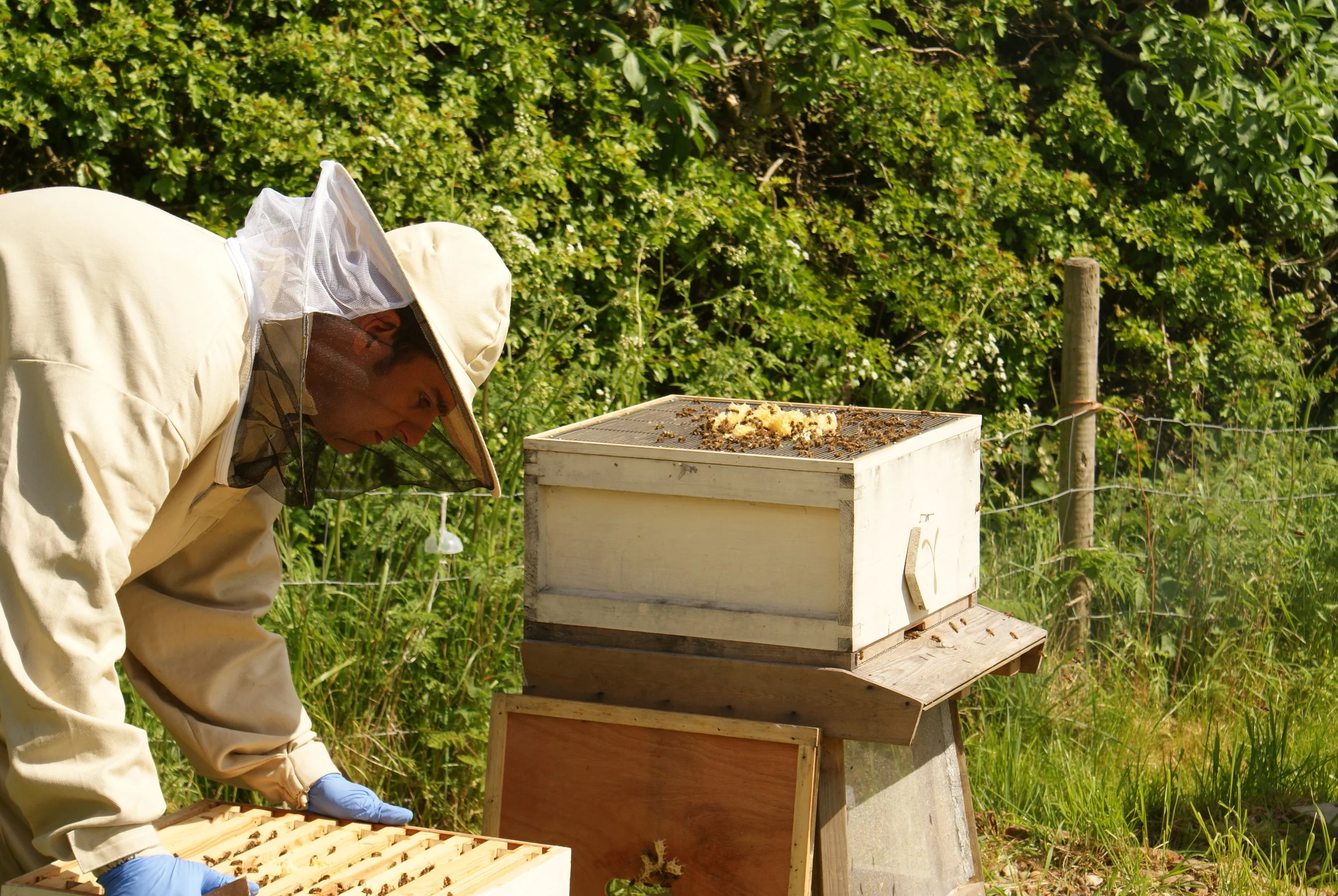 Working in the apiary.