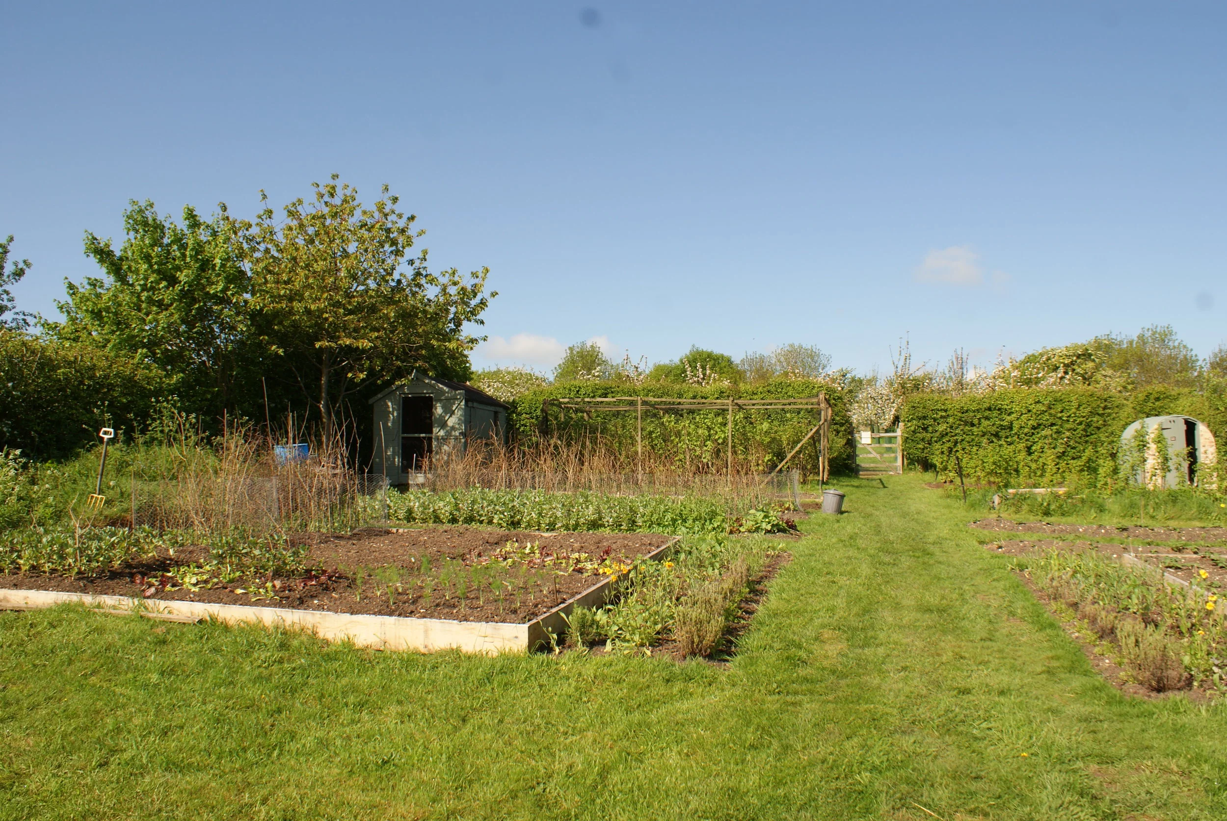 The vegetable patch in late spring / early summer.