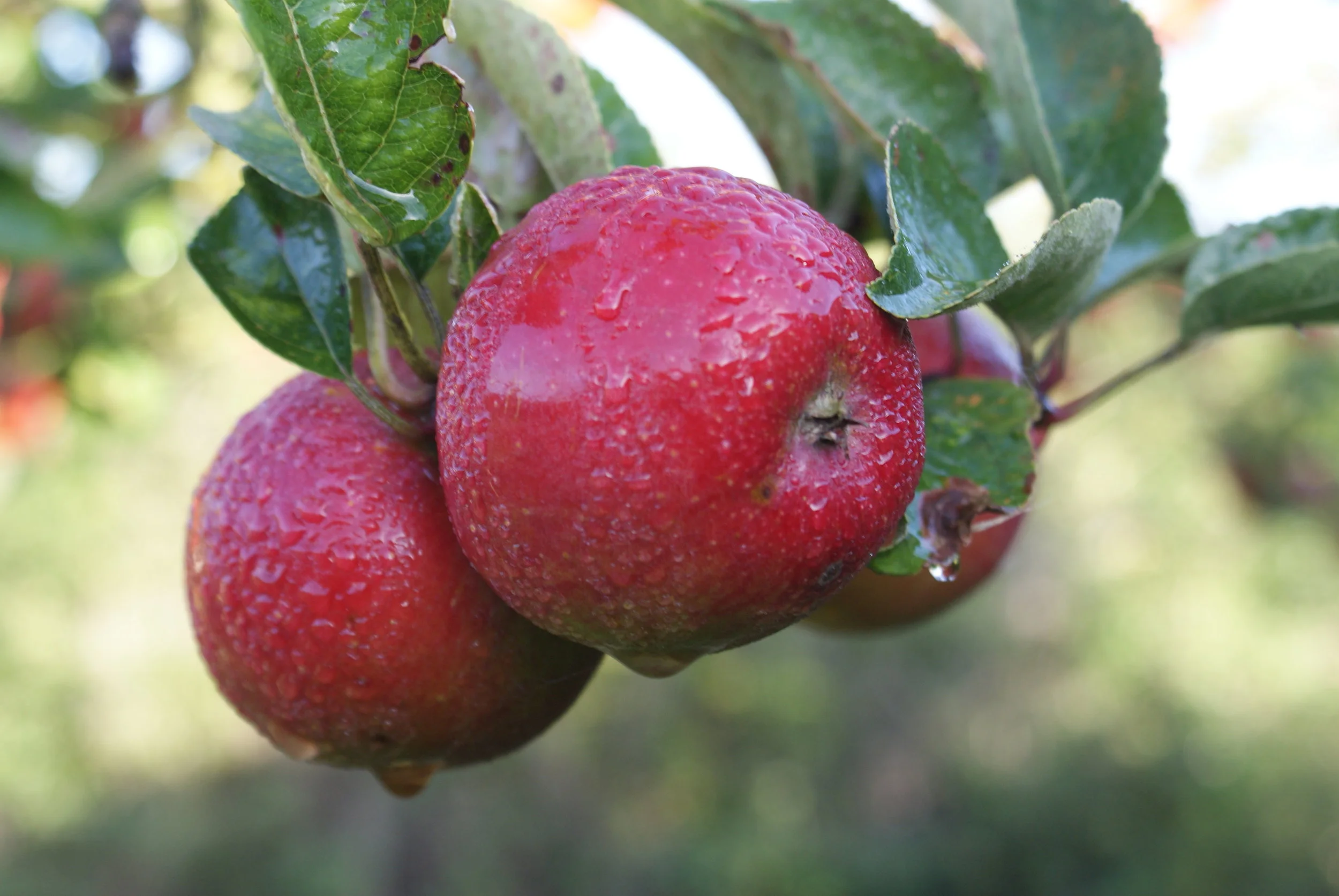 Apples ready to be harvested in the orchard.