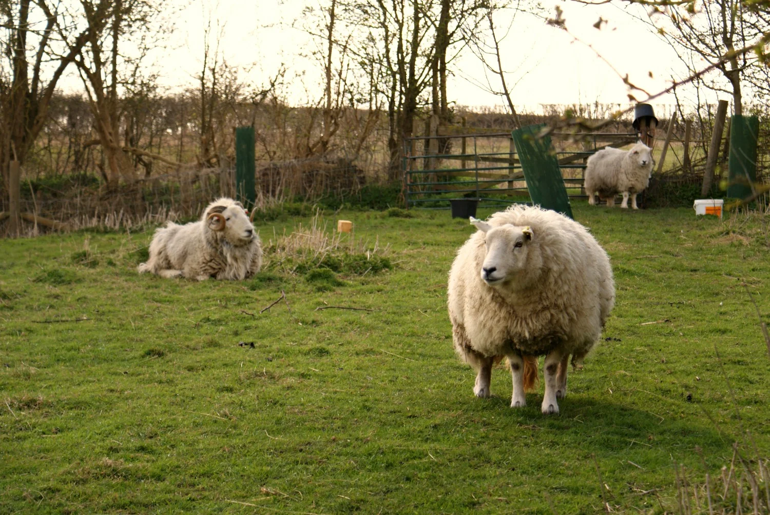 The sheep are either kept in the top field or the orchard, and are moved for fresh grazing.