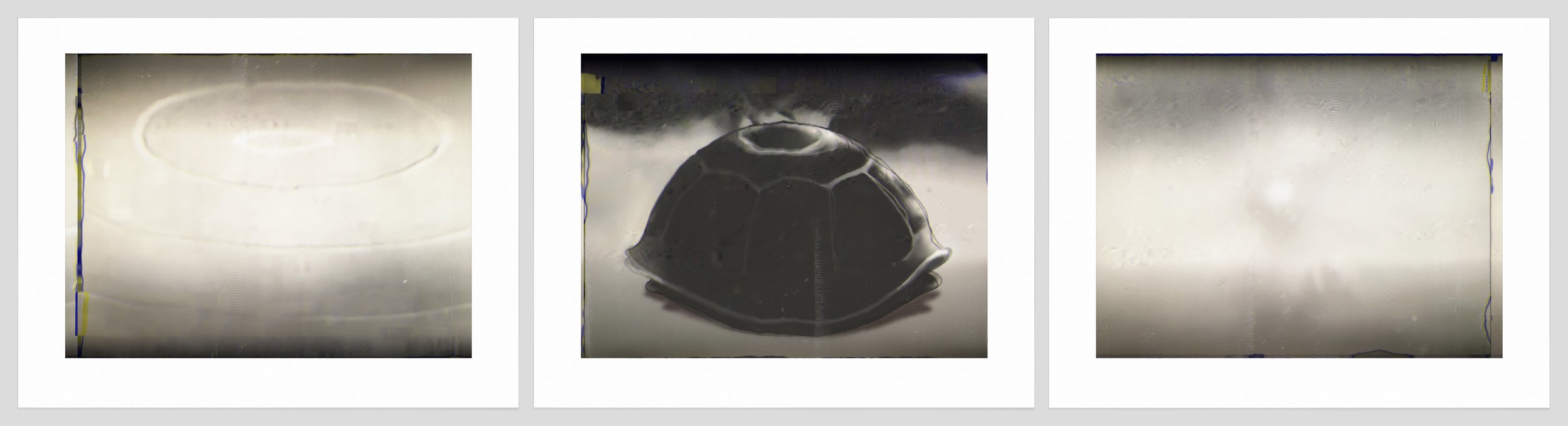 1054 a, b, c. Ripple, Turtle, Flash photo copy.jpg