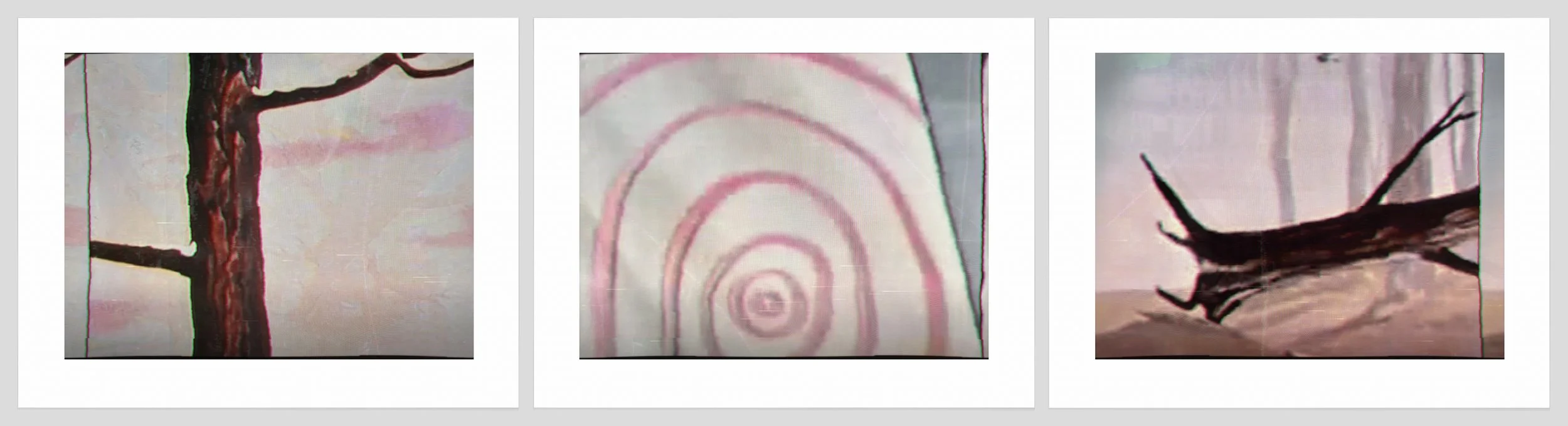 1583 a, b, c. Fallen Tree + Rings copy.jpg