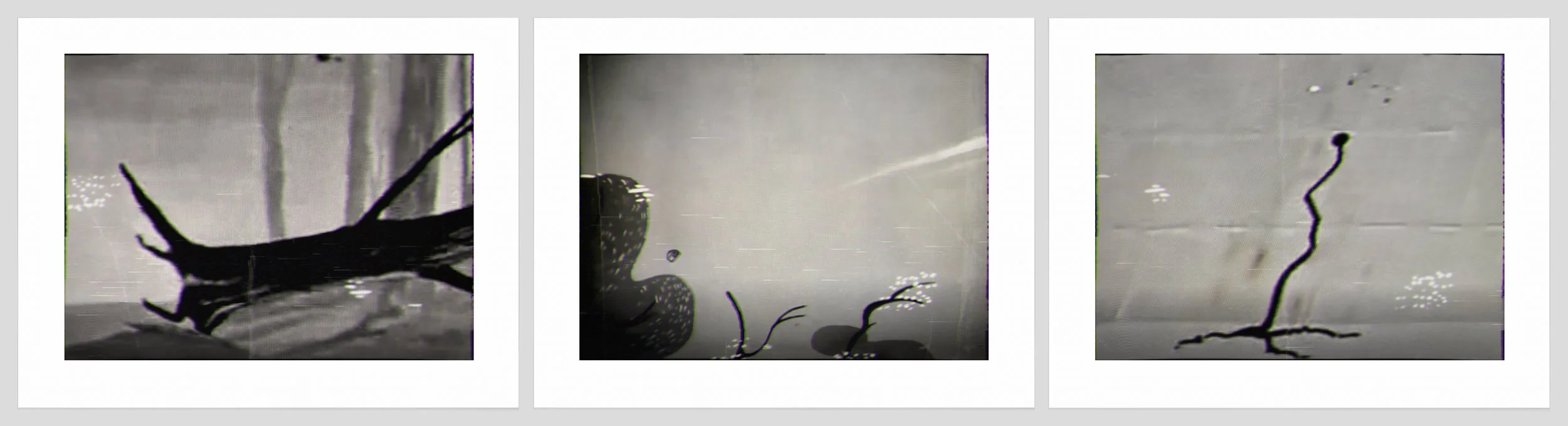1627 a, b, c. Fallen Tree + Cinder.jpg