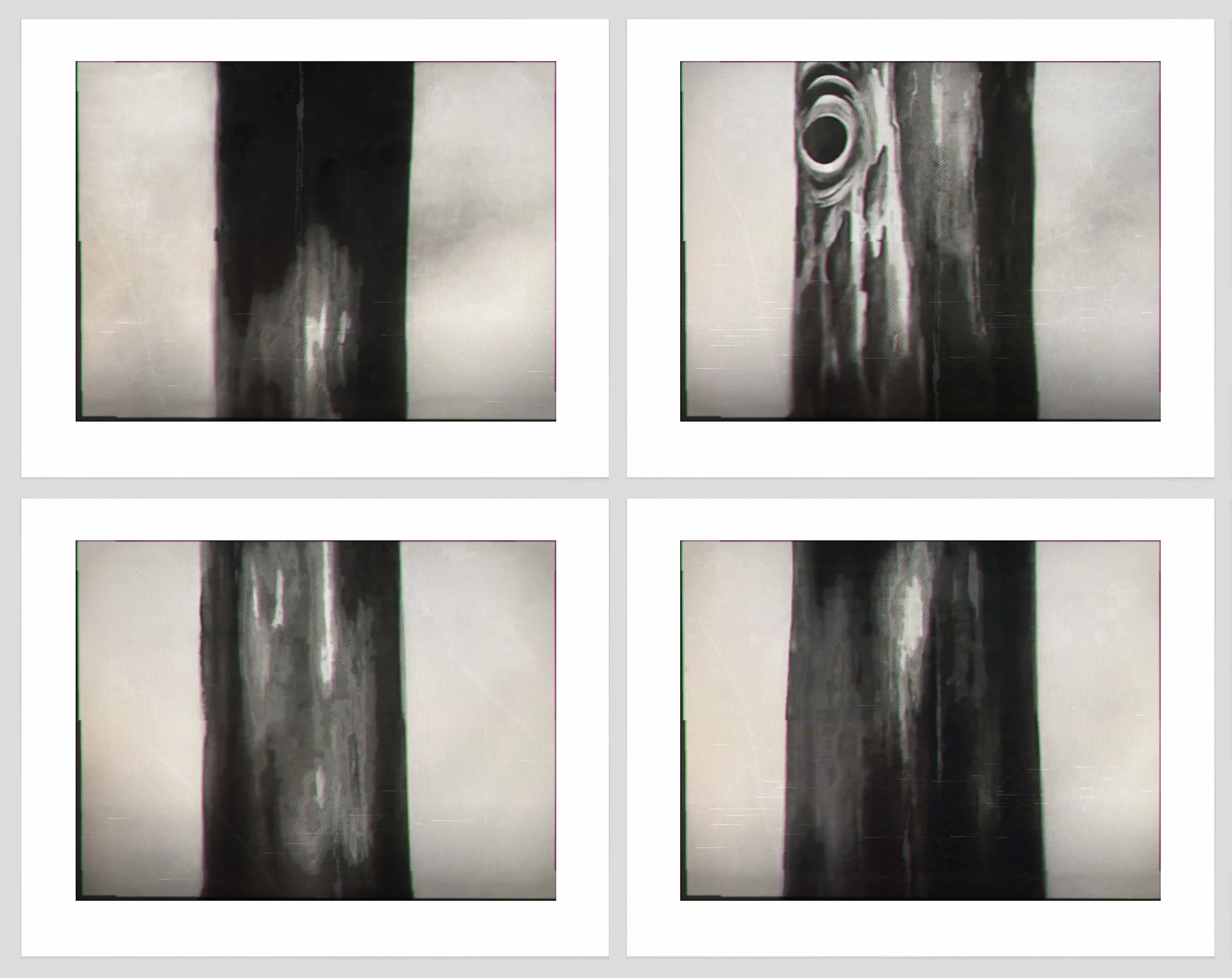1651 a, b, c, d. Tree Trunks copy.jpg