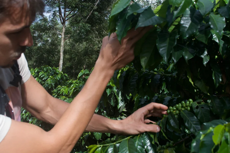 Coffee Tree Mid-season.jpg