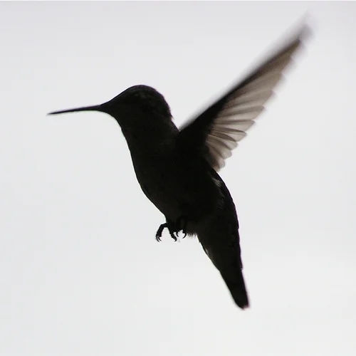 humming bird 10.jpg