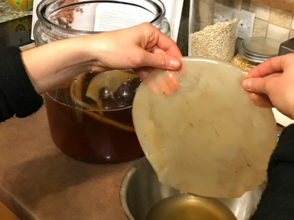 SCOBY - Symbiotic Culture of Bacteria and Yeast