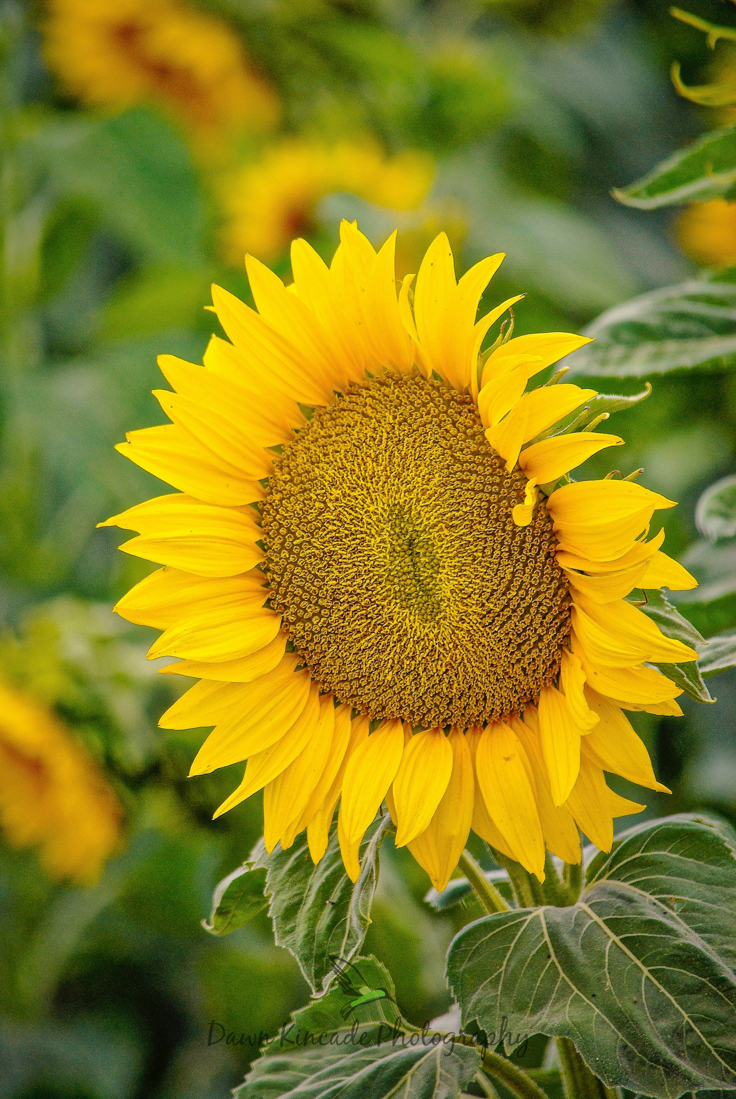 Solano Sunflowers