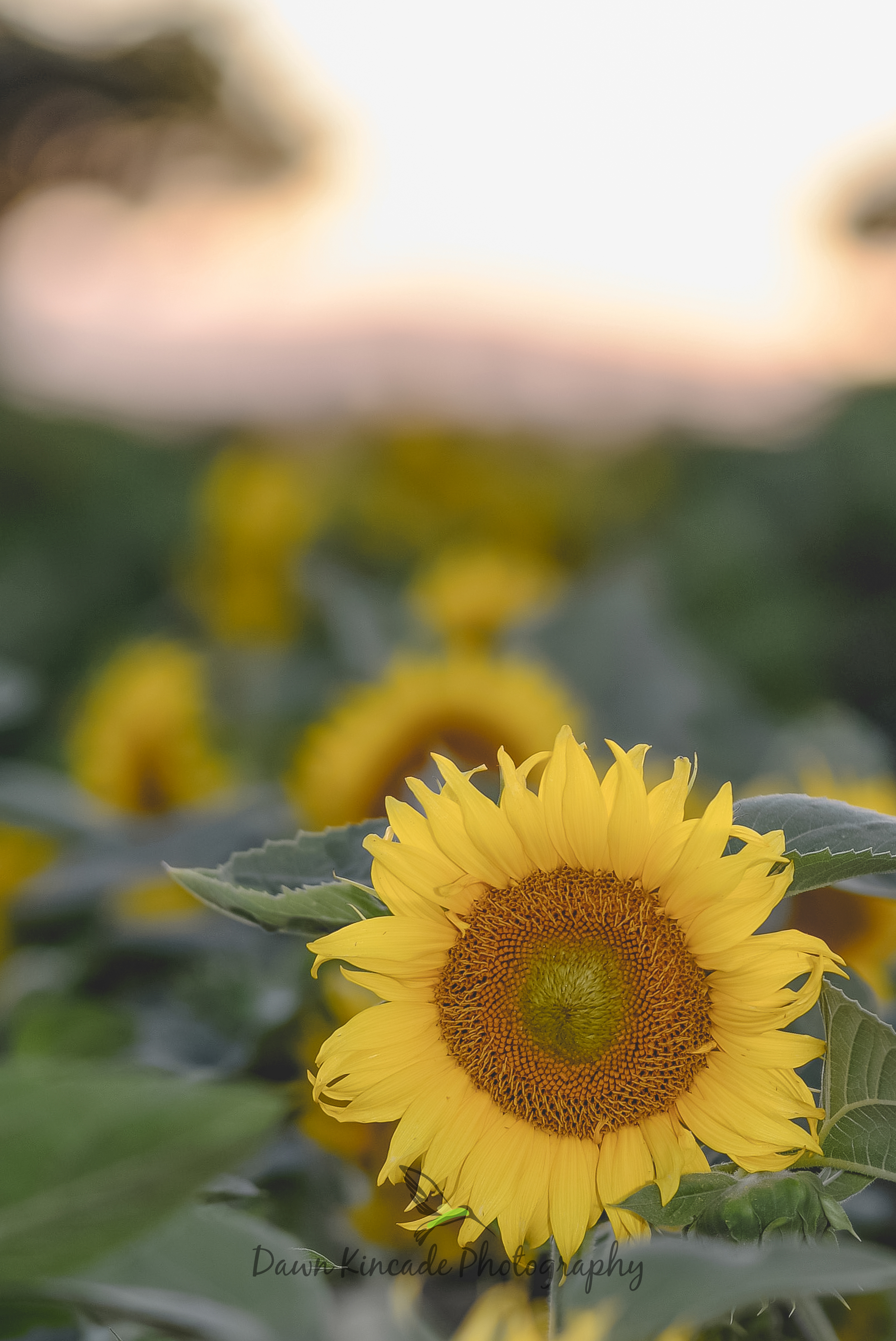 Sunflowers at Twilight  