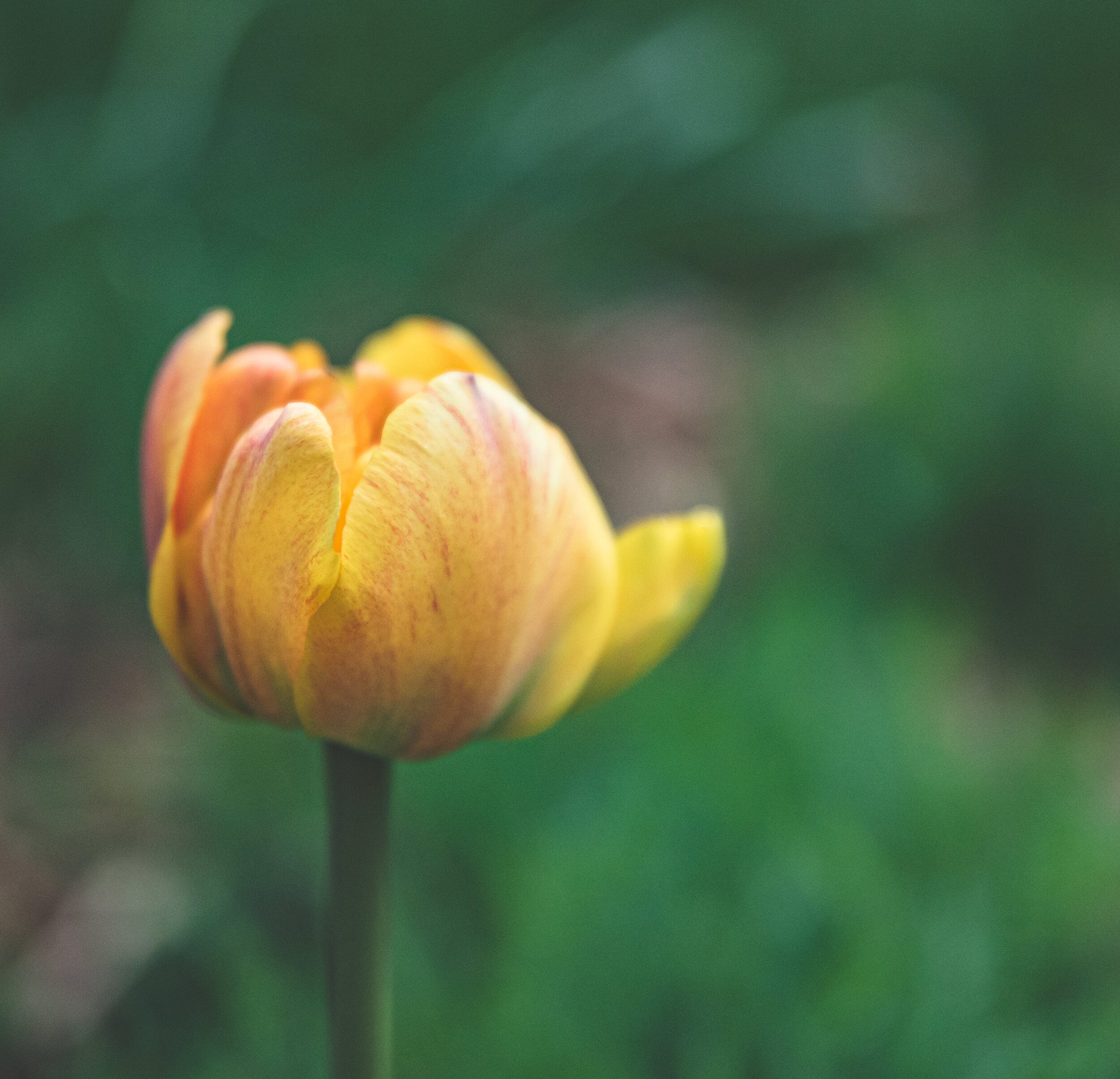 tulips4.jpg