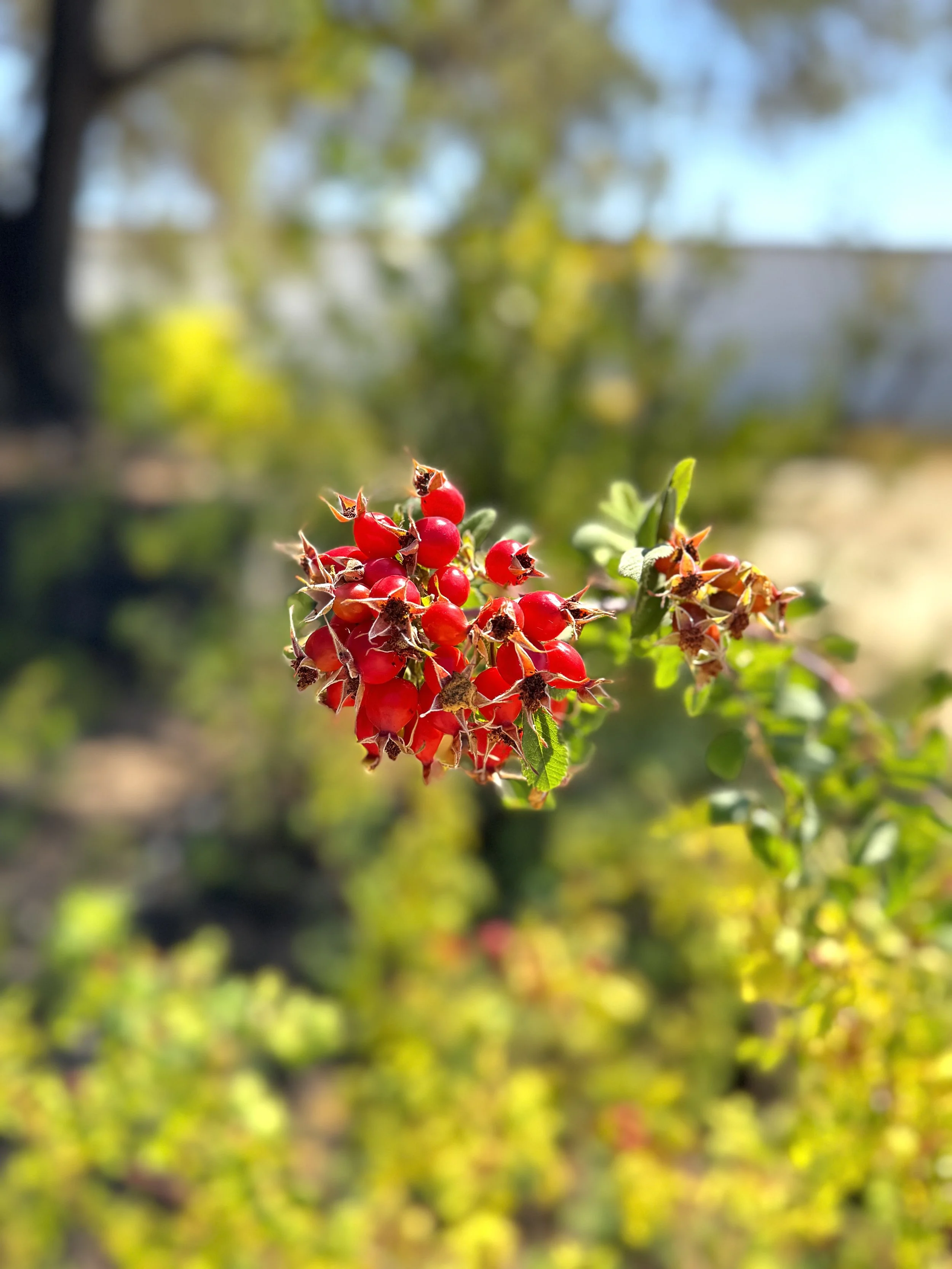 IMG_3742.jpeg